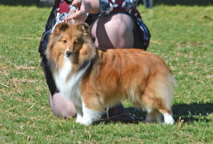 sheltie diva