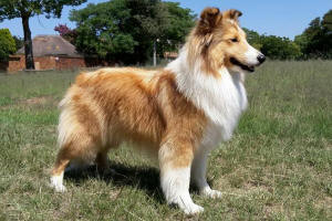 sheltie dollar