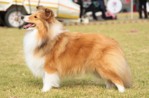 sheltie lexi