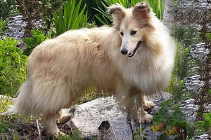 sheltie lisa
