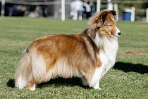 sheltie miley