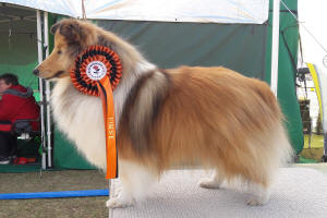 sheltie riker