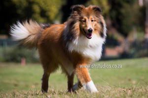 sheltie timmy