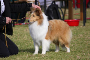 sheltie trek