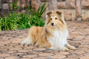 pixie sheltie south africa