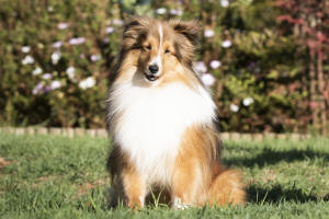 danny boy sheltie sable south africa