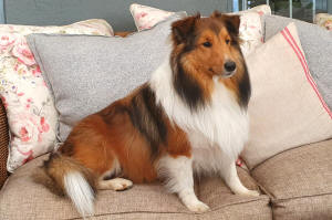 Jasper sheltie south africa