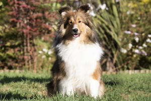 lana sable sheltie south africa