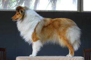 sheltie aria