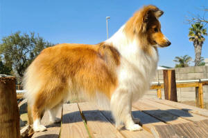 fame sheltie