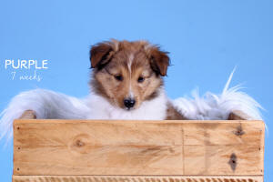 Mackland sheltie puppy south africa