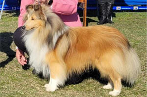 sheltie tau