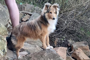 Ky sheltie puppy
