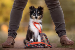 Exley sheltie port elizabeth