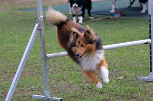 Hi-5 Sheltie
