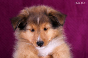 Sheltie puppy South Africa