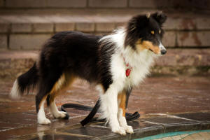 Quinn sheltie port elizabeth