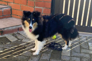 Storm Sheltie port elizabeth