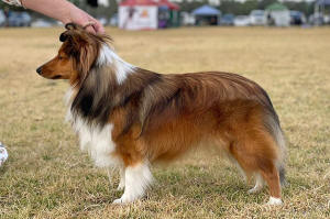 Sheltie puppy south africa