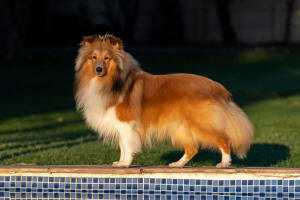 Teak Sheltie