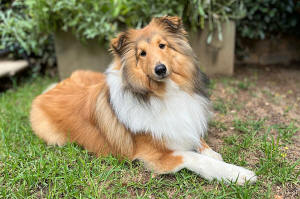 Yumi Sheltie