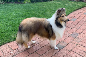 zakadi sheltie