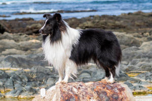 Asher Sheltie