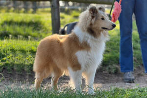 Forest Sheltie