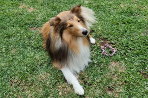 Jay Sheltie