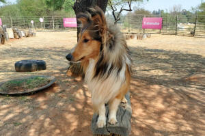 Jazz Sheltie