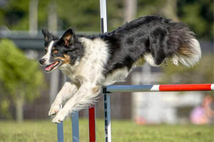 Maverick border collie