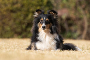 Mira Sheltie