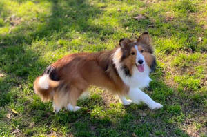Nova Sheltie