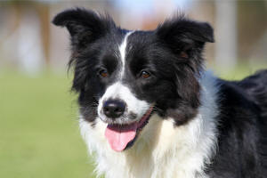 Paris border collie