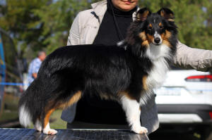 Pixel sheltie puppy