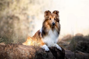 Ronin Sheltie