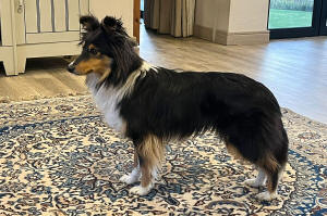 Vyxn sheltie