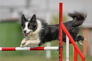 Wylde Border Collie