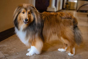 Zorro Sheltie