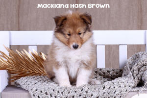 Shetland Sheepdog Puppy