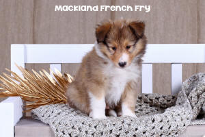 Shetland Sheepdog Puppy