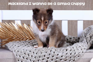Shetland Sheepdog Puppy
