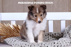 Shetland Sheepdog Puppy