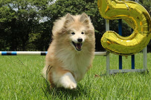 Shetland Sheepdog South Africa