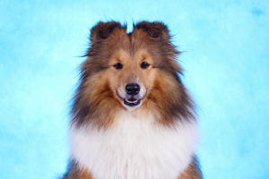 Shetland Sheepdog South Africa Aria