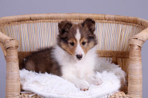 Shetland Sheepdog South Africa
