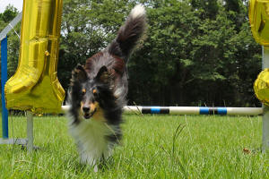 Shetland Sheepdog South Africa