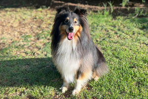 Shetland Sheepdog South Africa Toby