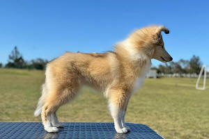 Shetland Sheepdog South Africa