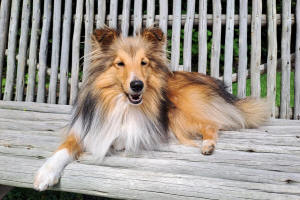 Shetland Sheepdog South Africa